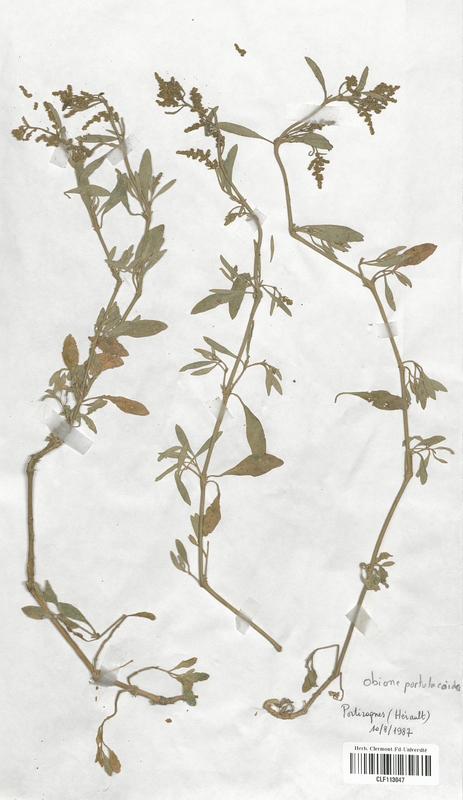 Obione portulacoides (Chenopodiaceae)