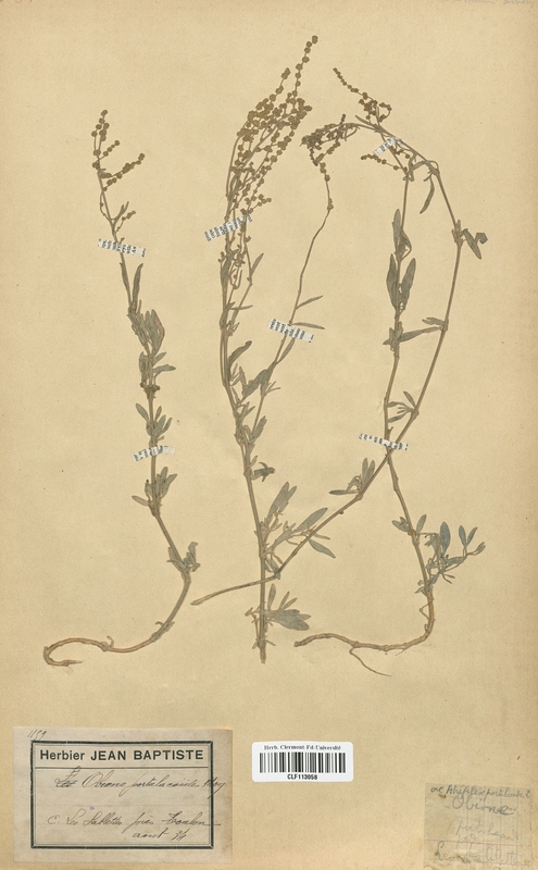 Obione portulacoides (Caryophyllales)