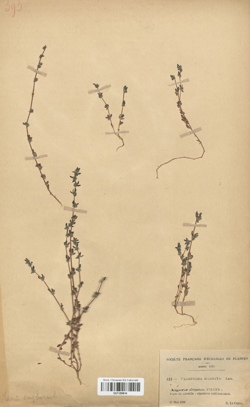 Paronychia echinata (Caryophyllales)