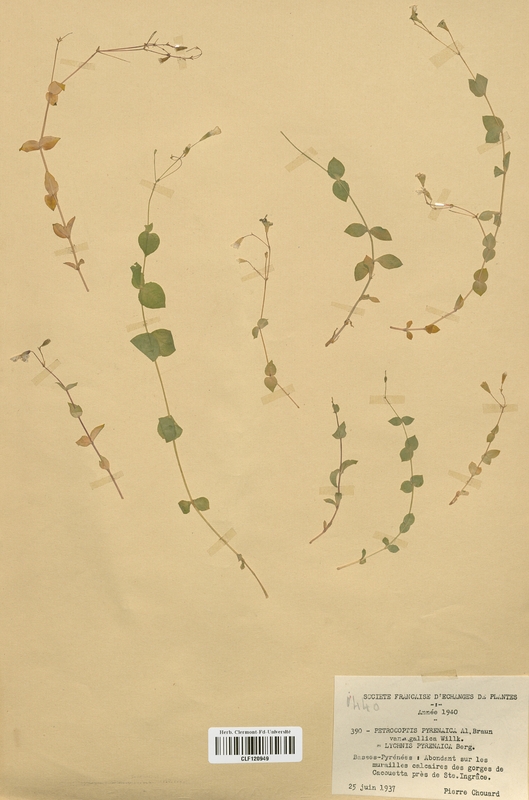 Petrocoptis pyrenaica gallica (Caryophyllales)