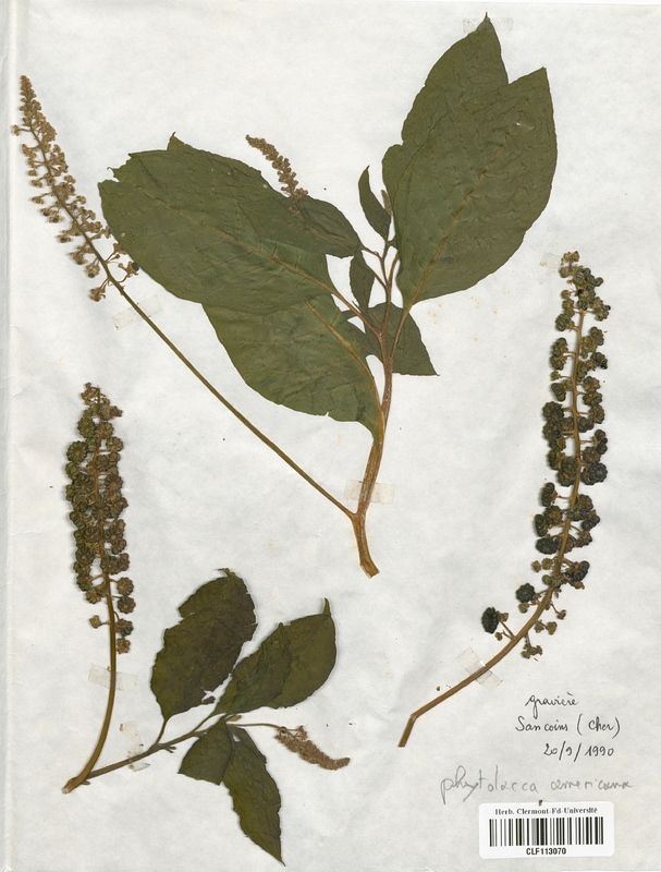 Phytolacca americana (Caryophyllales)