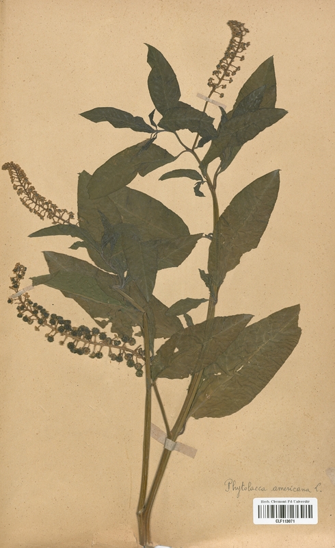 Phytolacca americana (Caryophyllales)