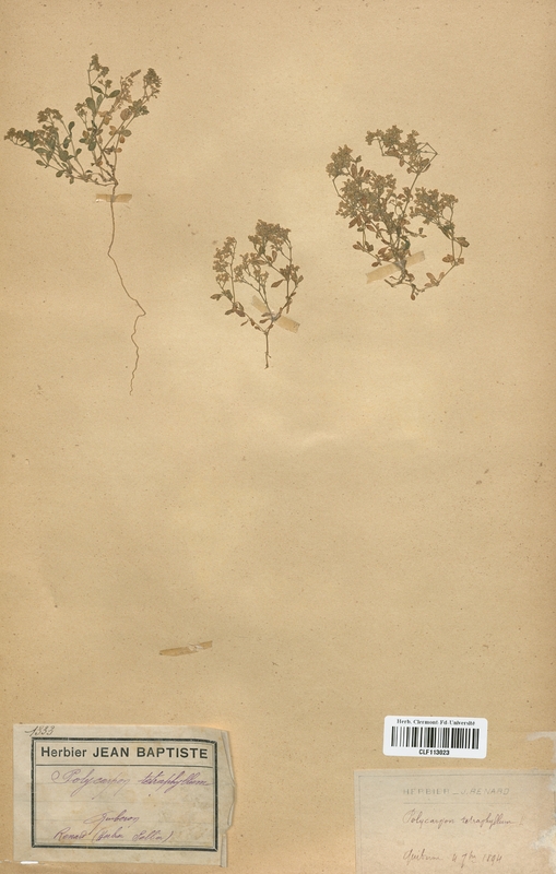Polycarpon tetraphyllum (Caryophyllaceae)