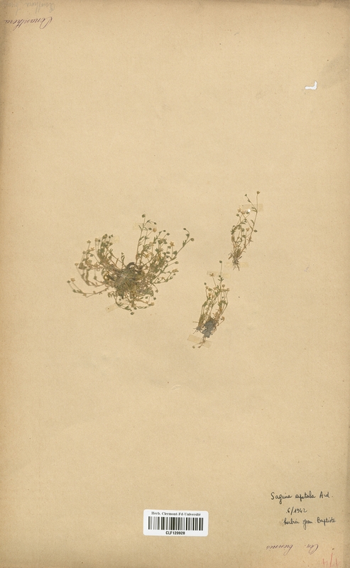 Sagina apetala (Caryophyllaceae)