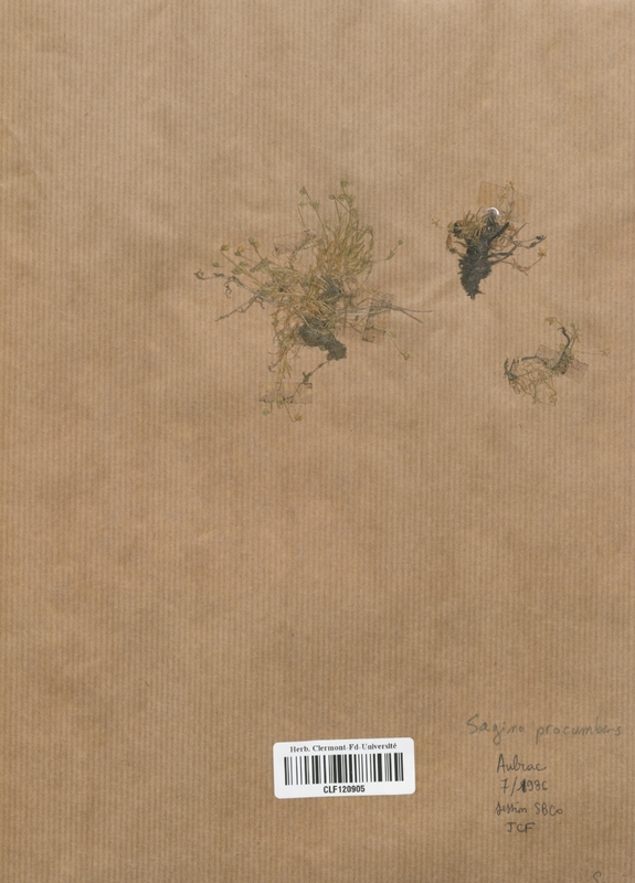Sagina procumbens (Caryophyllaceae)