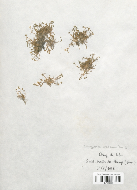 Sagina procumbens (Caryophyllaceae)