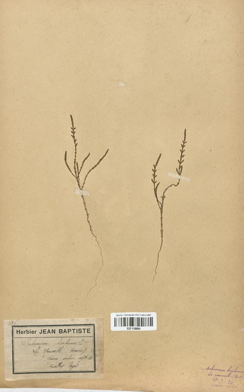 Salicornia herbacea (Chenopodiaceae)