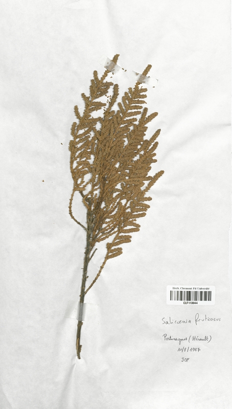 Salicornia fruticosus (Chenopodiaceae)