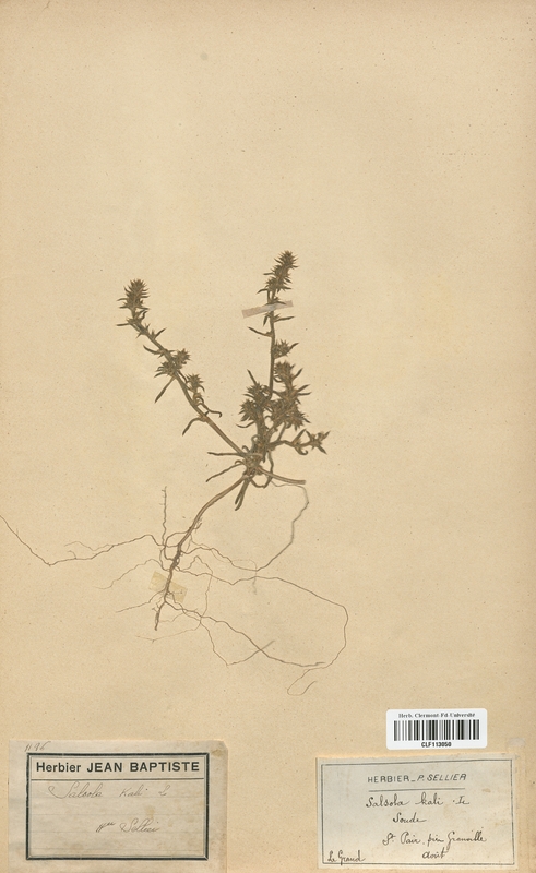 Salsola kali (Chenopodiaceae)