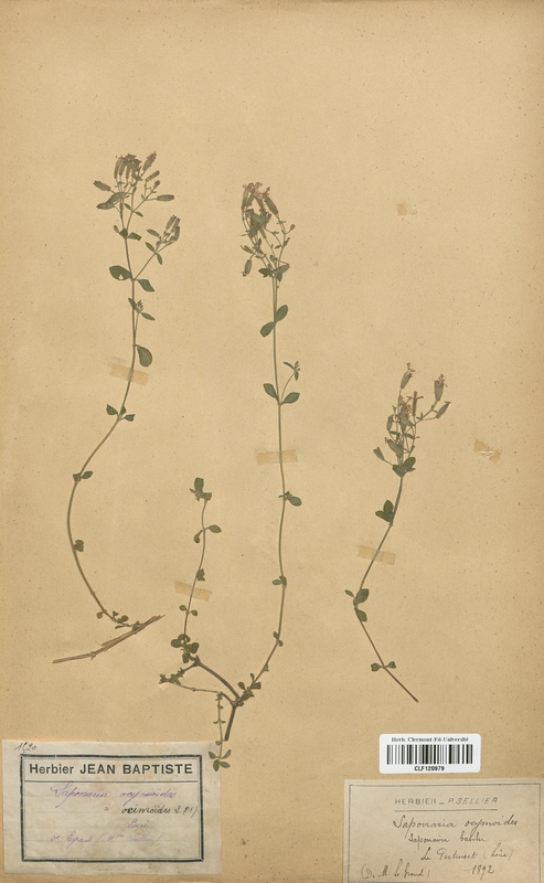 Saponaria ocymoides (Caryophyllaceae)