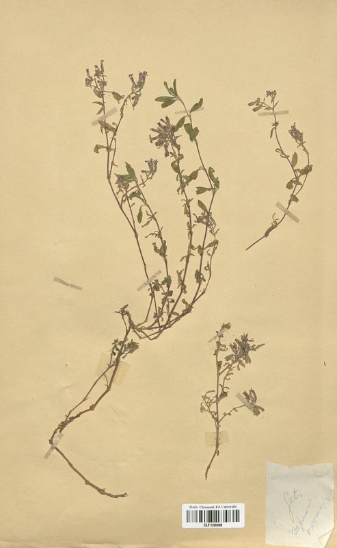 Saponaria ocymoides (Caryophyllaceae)