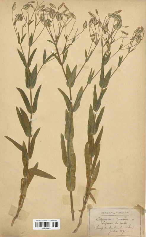 Saponaria yaccaria (Caryophyllales)