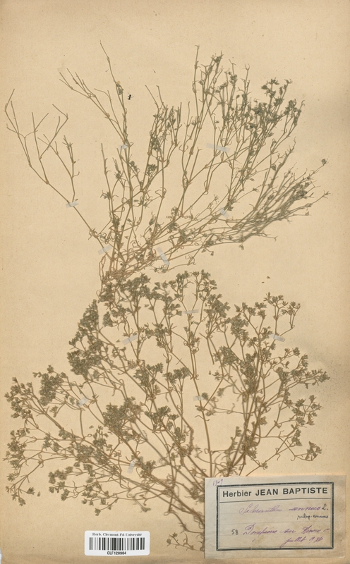 Scleranthus annuus annuus (Caryophyllaceae)