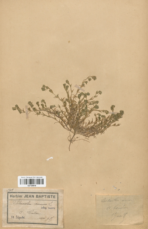 Scleranthus annuus annuus (Caryophyllaceae)