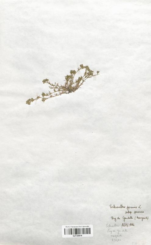 Scleranthus perennis (Caryophyllaceae)