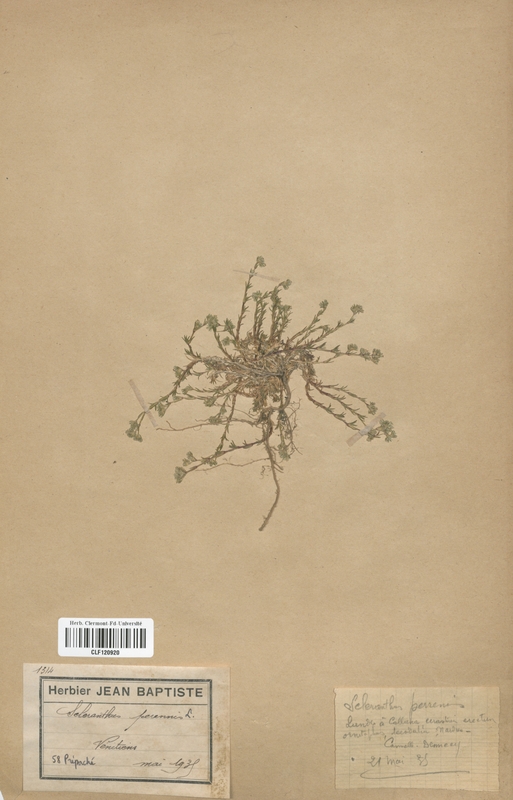 Scleranthus perennis (Caryophyllaceae)