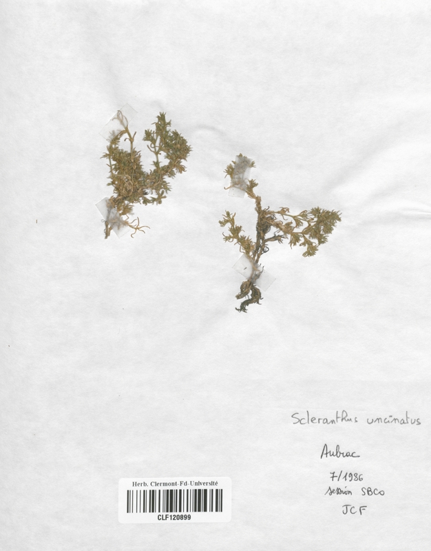 Scleranthus uncinatus (Caryophyllaceae)