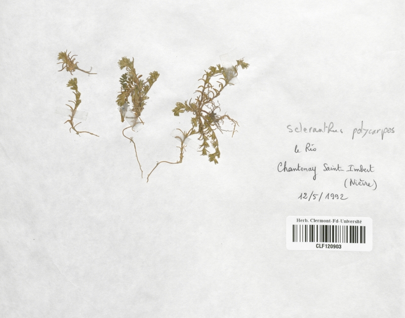 Scleranthus polycarpus (Caryophyllaceae)