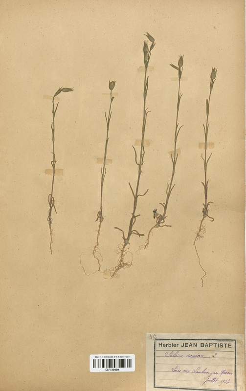 Silene conica (Caryophyllaceae)