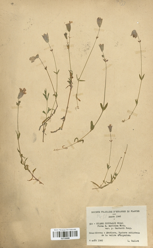 Silene cucubalus (Caryophyllaceae)