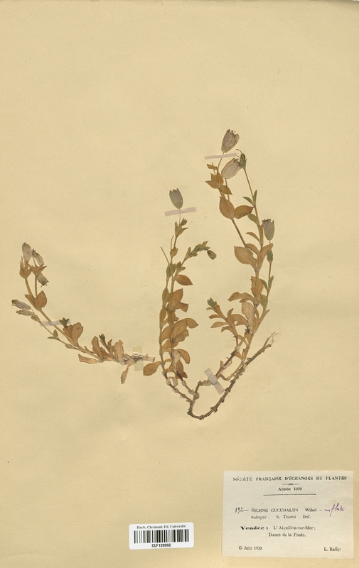 Silene cucubalus (Caryophyllaceae)