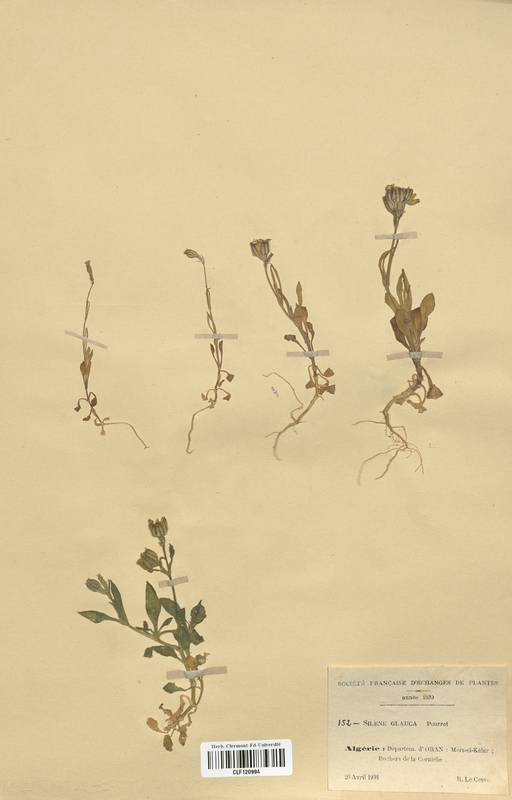 Silene glauca (Caryophyllaceae)