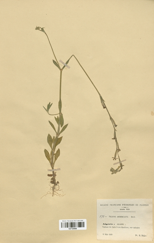 Silene imbricata (Caryophyllaceae)