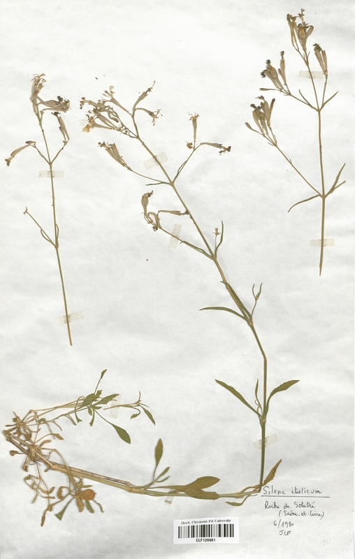 Silene italicum (Caryophyllaceae)
