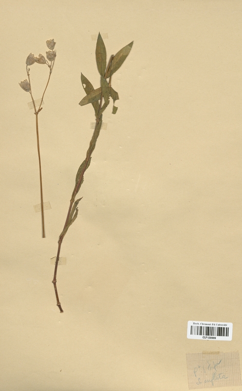 Silene inflata (Caryophyllaceae)