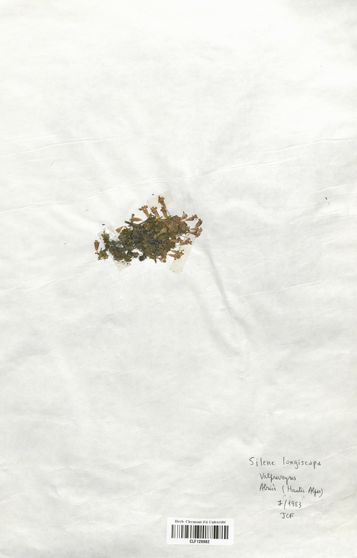 Silene longiscapa (Caryophyllaceae)