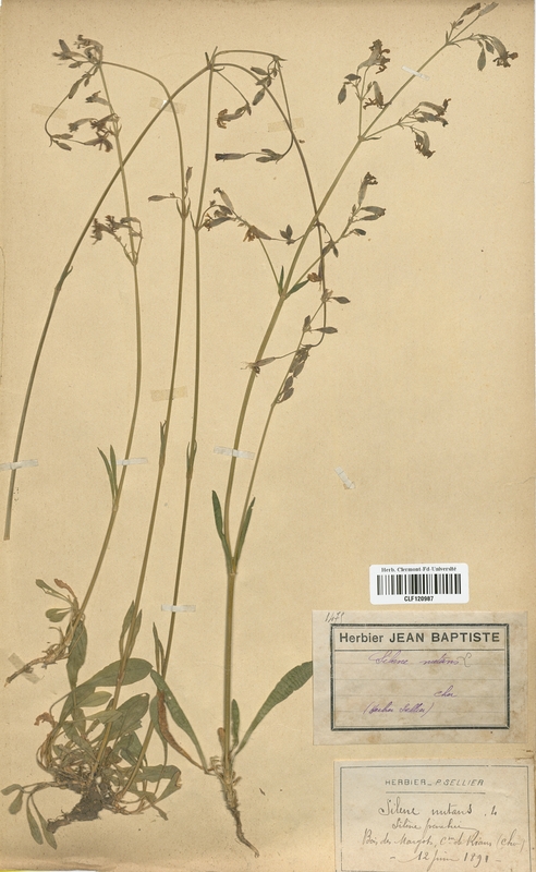 Silene nutans (Caryophyllaceae)