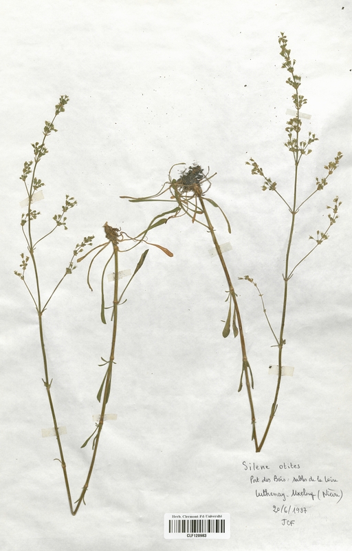 Silene otites (Caryophyllaceae)