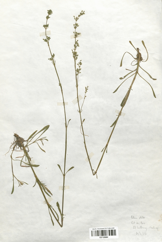 Silene otites (Caryophyllaceae)
