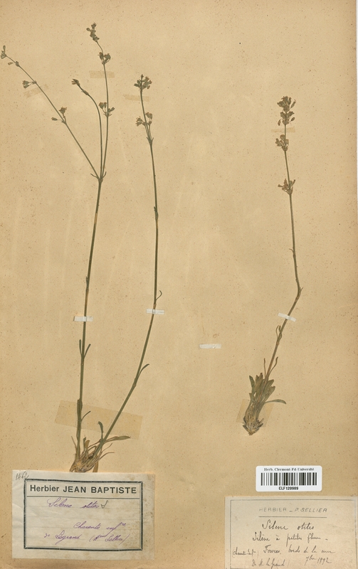 Silene otites (Caryophyllaceae)