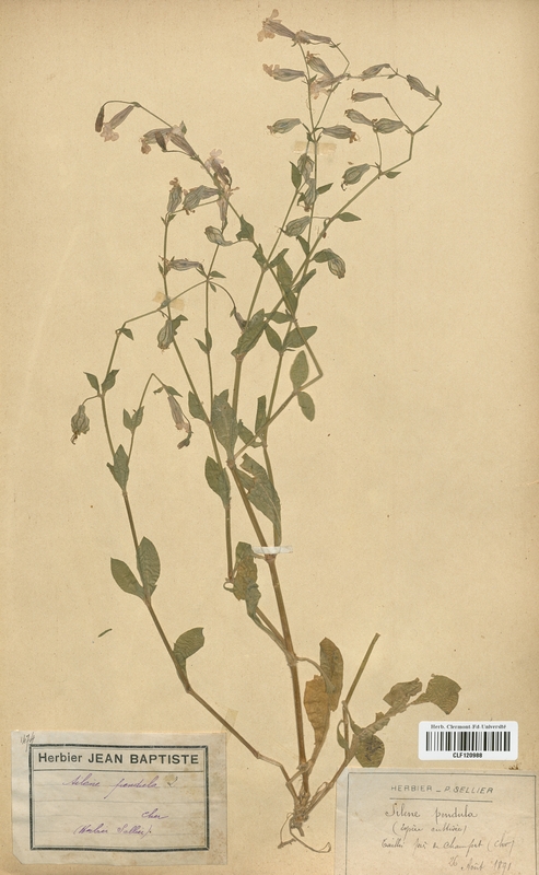 Silene pendula (Caryophyllaceae)