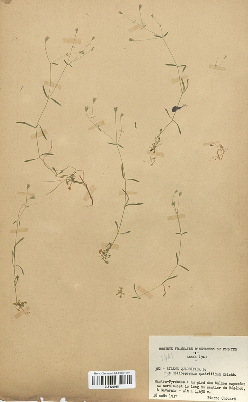Silene quadrifida (Caryophyllaceae)