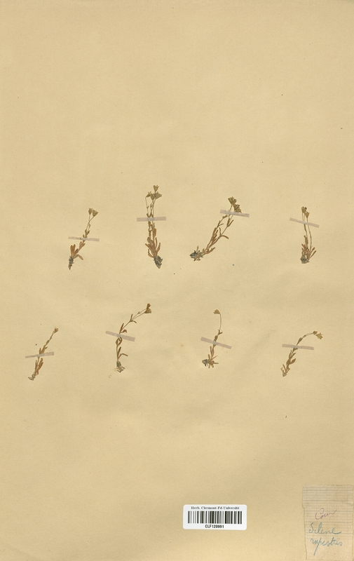 Silene rupestris (Caryophyllaceae)
