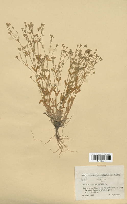 Silene rupestris (Caryophyllaceae)