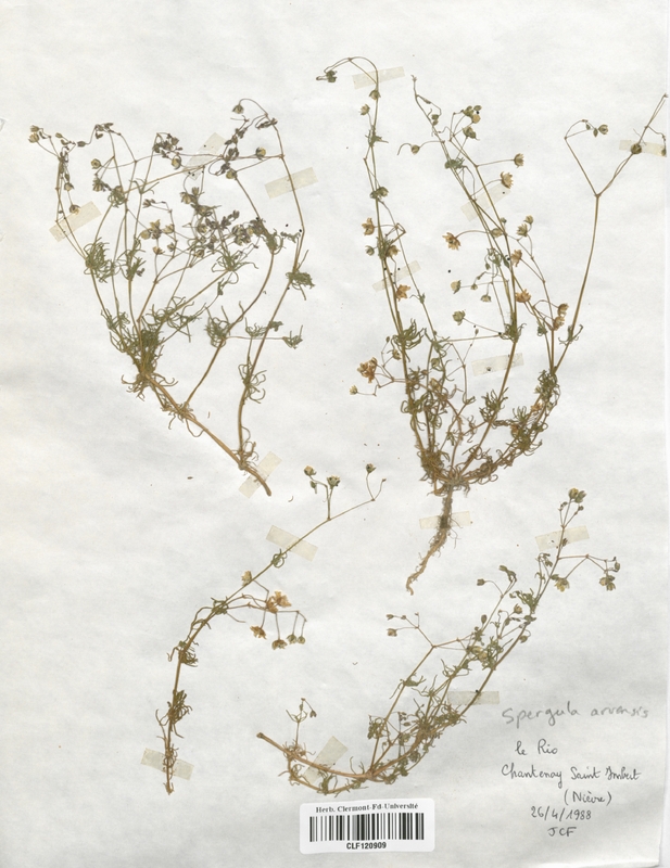 Spergula arvensis (Caryophyllaceae)
