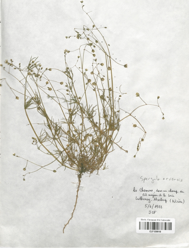 Spergula arvensis (Caryophyllaceae)