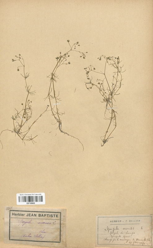 Spergula arvensis (Caryophyllaceae)