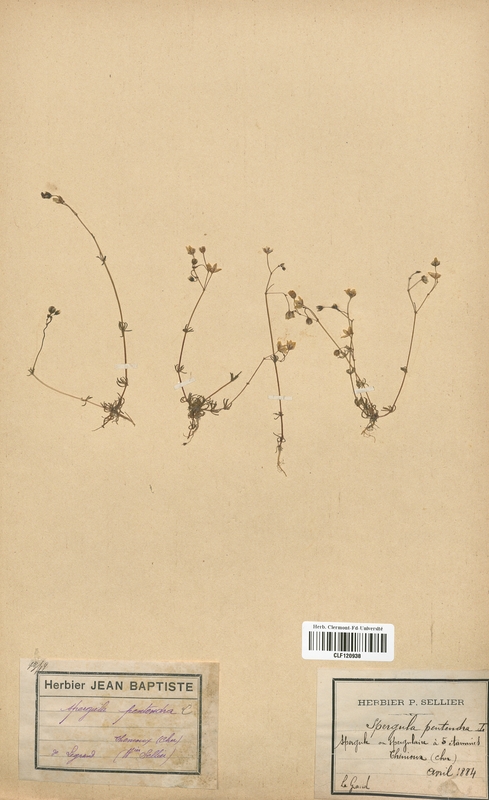 Spergula pentandra (Caryophyllaceae)