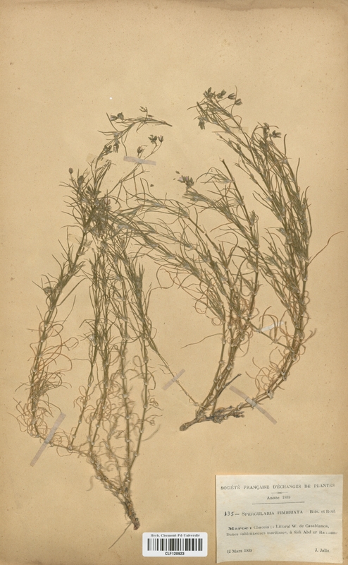 Spergularia fimbriata (Caryophyllaceae)