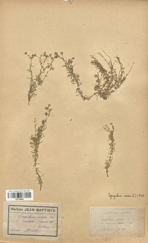 Spergularia media (Caryophyllaceae)