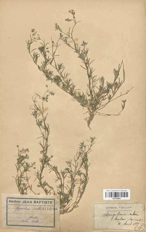 Spergularia rubra (Caryophyllaceae)