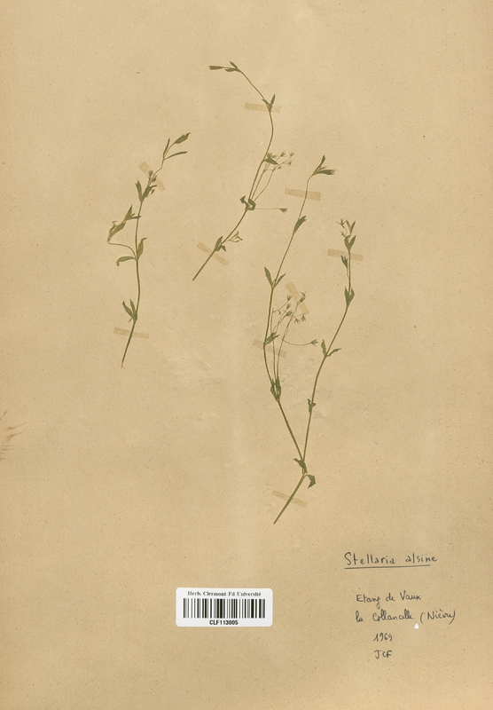 Stellaria alsine (Caryophyllaceae)