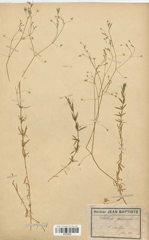 Stellaria graminea (Caryophyllaceae)