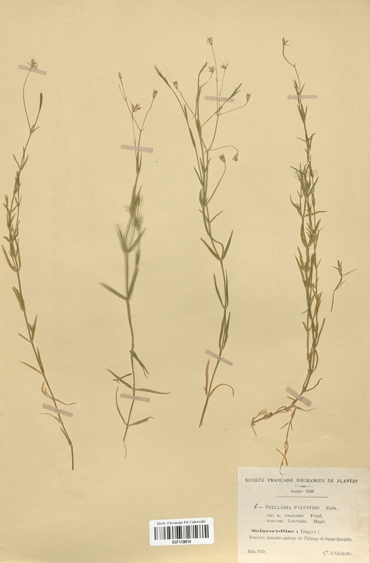 Stellaria palustris (Caryophyllaceae)