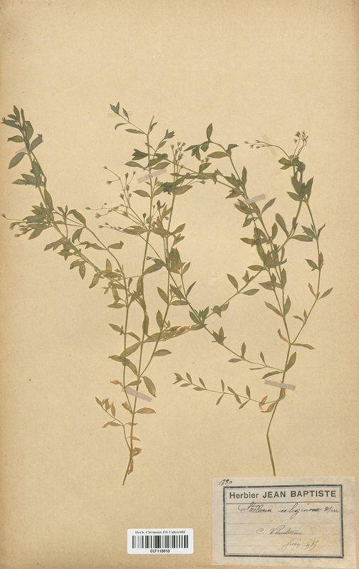 Stellaria uliginosum (Caryophyllaceae)