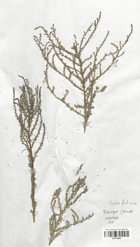 Sueda fruticosa (Chenopodiaceae)